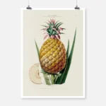 Pineapple Plant Poster