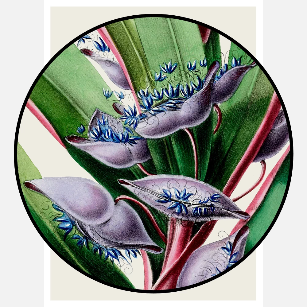 La Corbeille de Venus Flower Poster