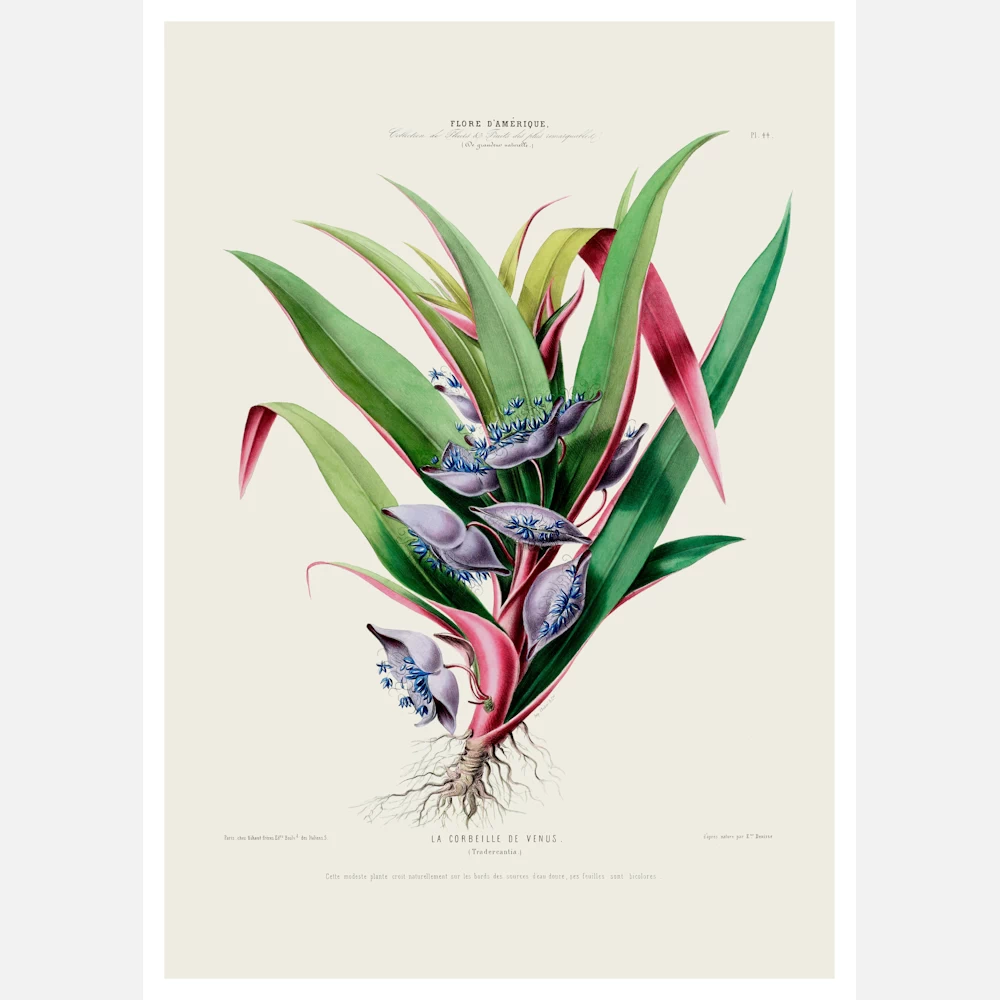 La Corbeille de Venus Flower Poster