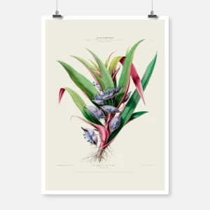 Tradescantia Flower Poster