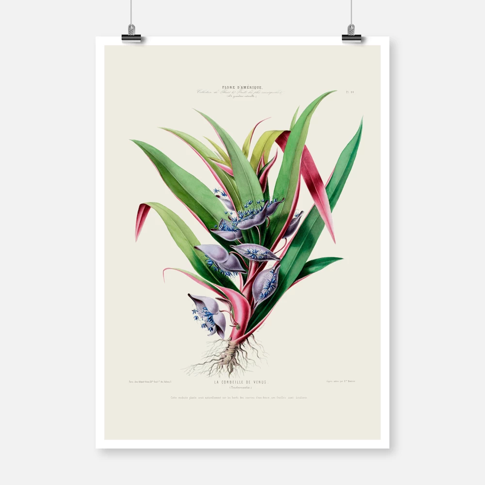 Tradescantia Flower Poster