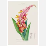 La Lavandine Amornee Flower Poster