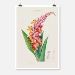 La Lavandine Amornee Flower Poster