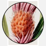 Tillandsia Flower Poster