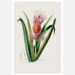 Tillandsia Flower Poster