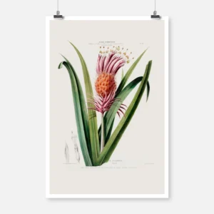 Tillandsia Flower Poster