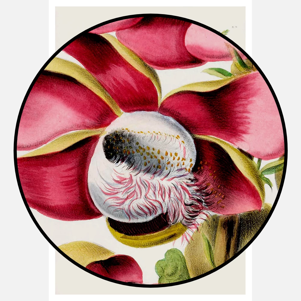 Cannonball Tree Plant Poster