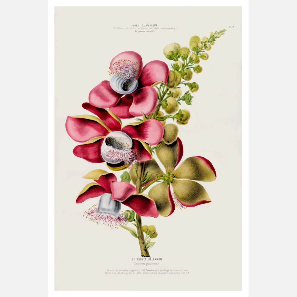 Cannonball Tree Plant Poster