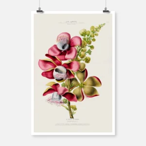 Cannonball Tree Plant Poster