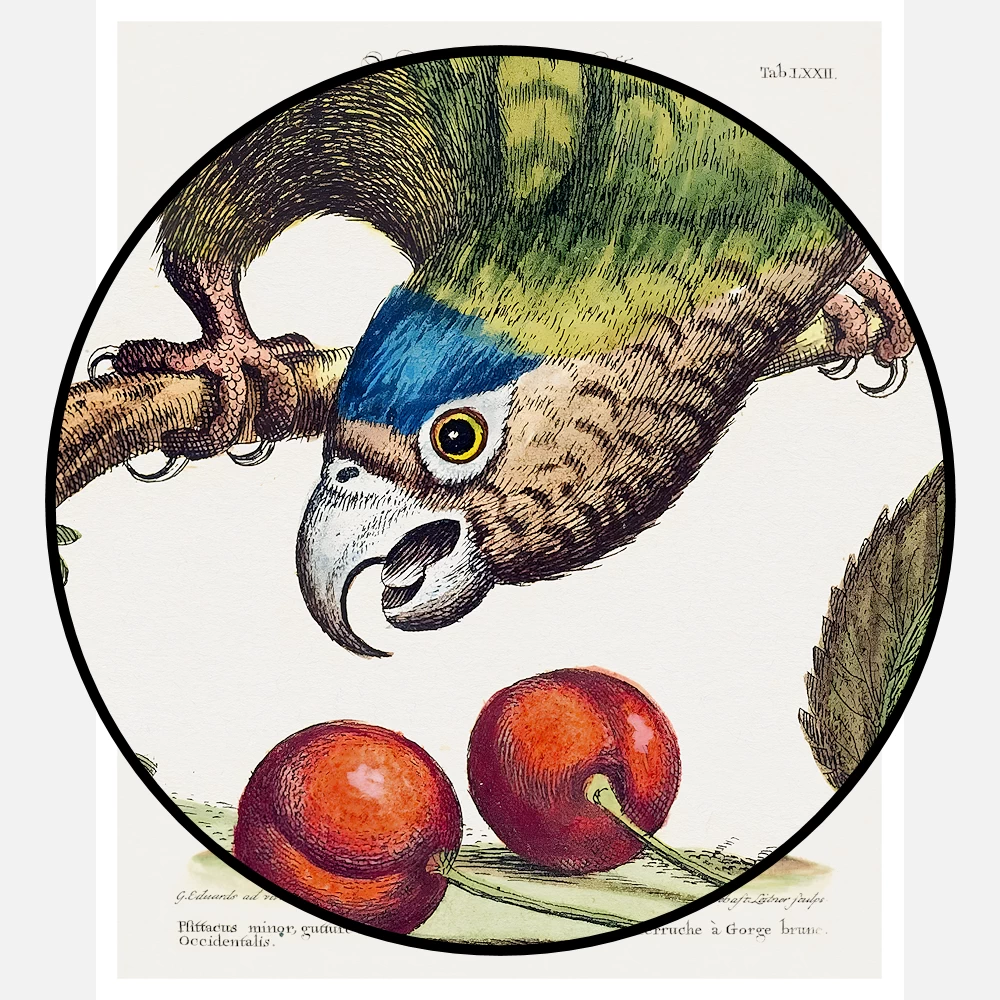 Parrot Psittacus Minor Gutture Fusco Occidentalis Poster