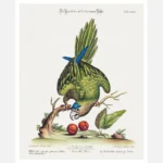 Parrot Psittacus Minor Gutture Fusco Occidentalis Poster