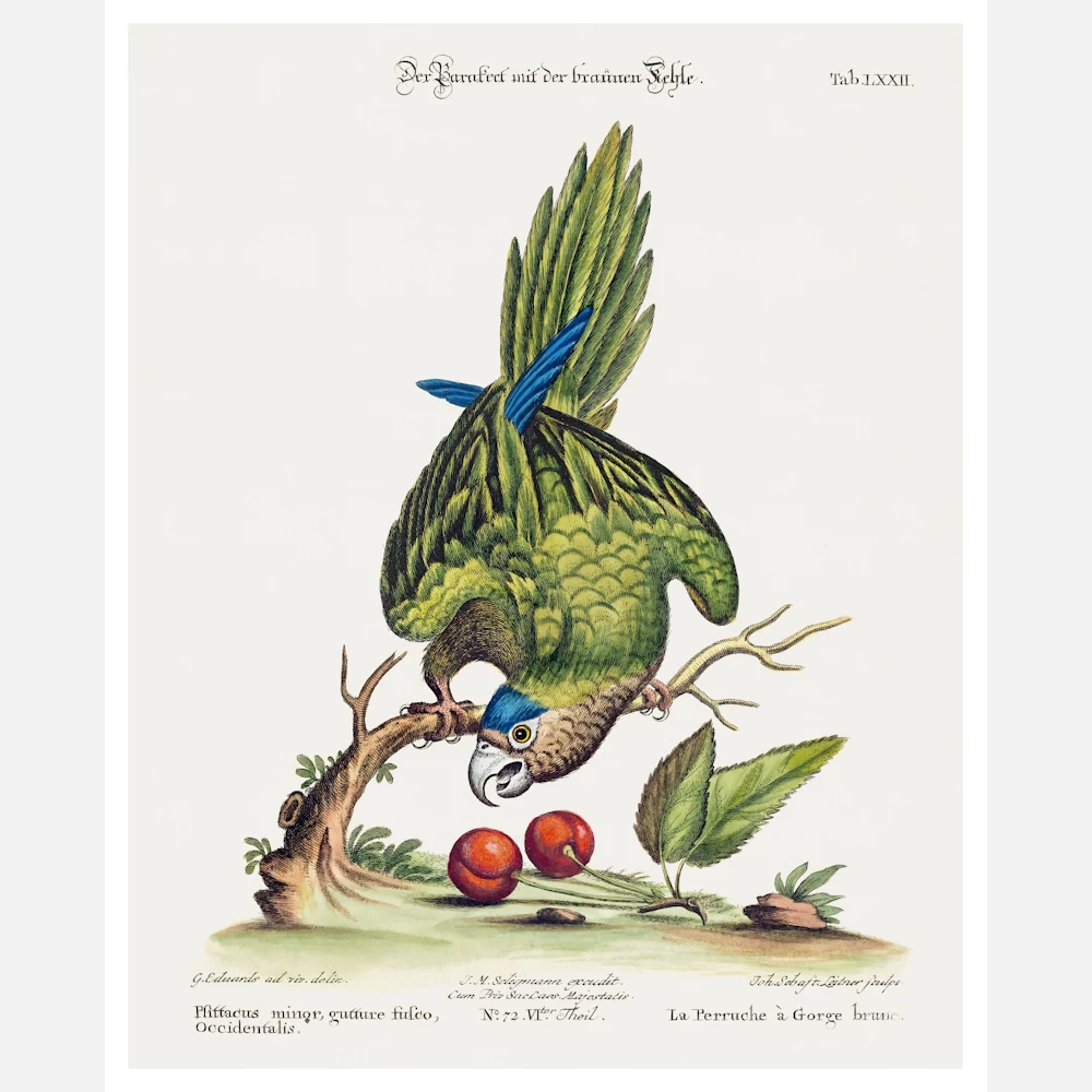 Parrot Psittacus Minor Gutture Fusco Occidentalis Poster