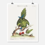 Parrot Psittacus Minor Gutture Fusco Occidentalis Poster