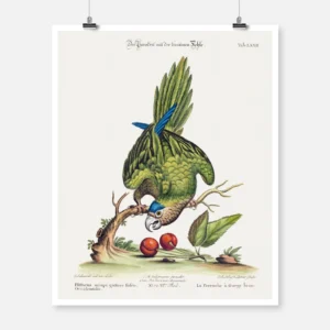 Parrot Psittacus Minor Gutture Fusco Occidentalis Poster
