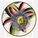 Passion Flowers Poster