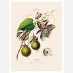 Passion Flowers Poster