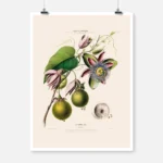 Passion Flowers Poster