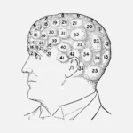 Phrenological Regions Vector