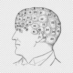 Phrenological Regions Vector