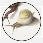 Seven Snails Poster