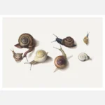 Seven Snails Poster