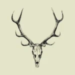 Stag Skull Drawing Vector