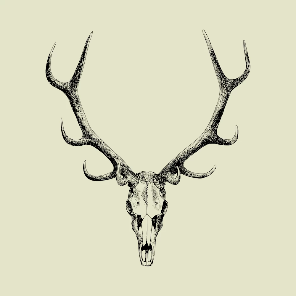 Stag Skull Drawing Vector