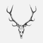 Stag Skull Drawing Vector