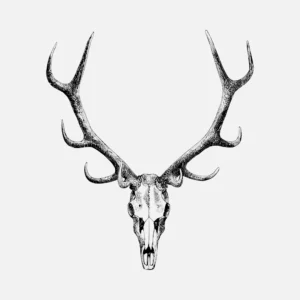 Stag Skull Drawing Vector