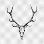 Stag Skull Drawing Vector