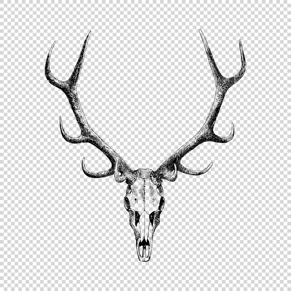 Stag Skull Drawing Vector