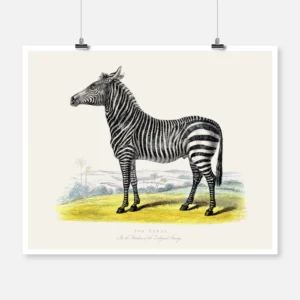 The Zebra Poster