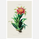 Tillandsia Flower Poster