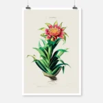 Tillandsia Flower Poster