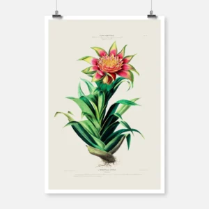 Tillandsia Flower Poster