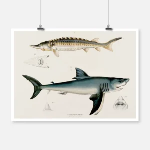 Two Sharks Poster