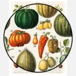 Varieties of Fruits and Vegetables Poster