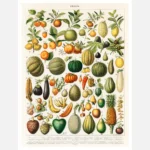 Varieties of Fruits and Vegetables Poster