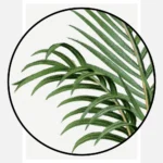 Vintage Palm Tree Poster