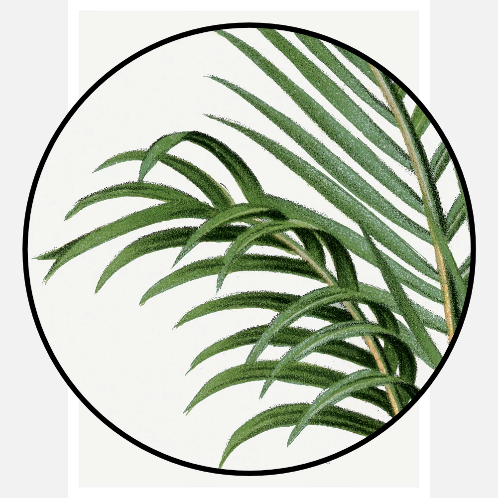 Vintage Palm Tree Poster