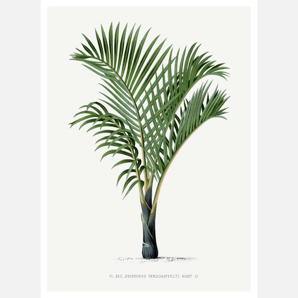 Vintage Palm Tree Poster