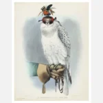 White Greenland Falcon Poster