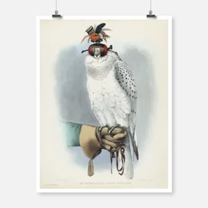 White Greenland Falcon Poster