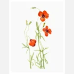 Wind Poppy Poster