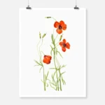 Wind Poppy Poster