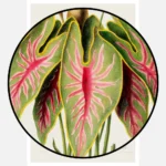 Caladium Elephant Ear Heart of Jesus Poster