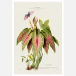 Caladium Elephant Ear Heart of Jesus Poster