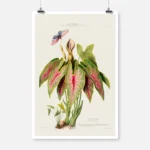 Caladium Elephant Ear Heart of Jesus Poster