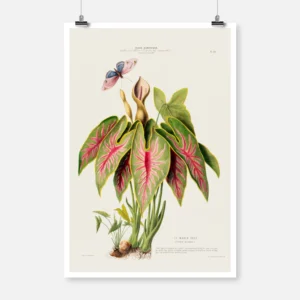 Caladium Elephant Ear Heart of Jesus Poster