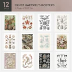 Ernst Haeckel Poster Collection